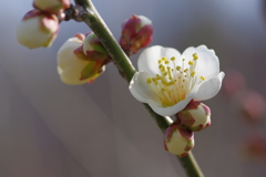 IMGP0633