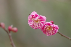 IMGP0010