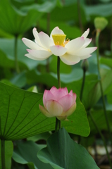 長居公園　蓮 028