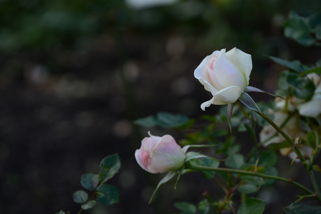DSC_0915