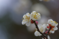 IMGP0126