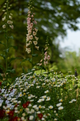 薔薇が咲いた 005