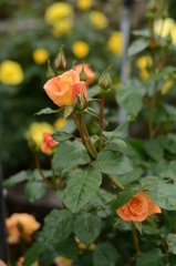 薔薇が咲いた 060 薔薇が咲いた 060