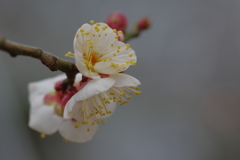 IMGP0301