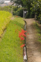 加賀田　秋　2012 015