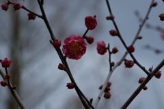fullsizeoutput_d33