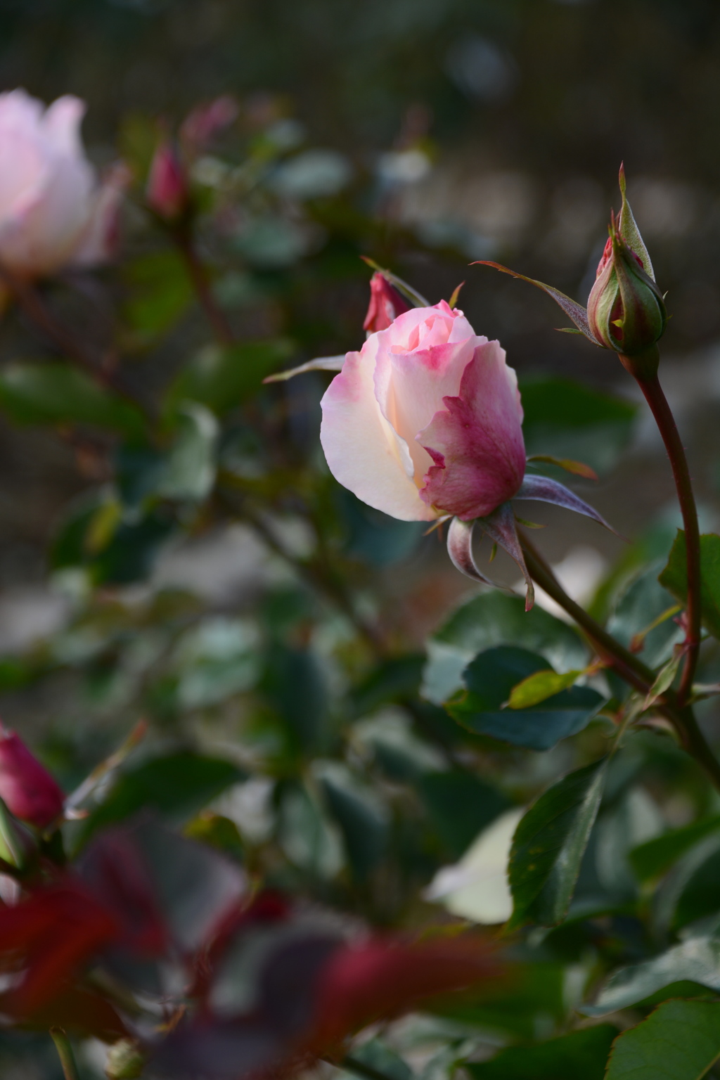 DSC_0918