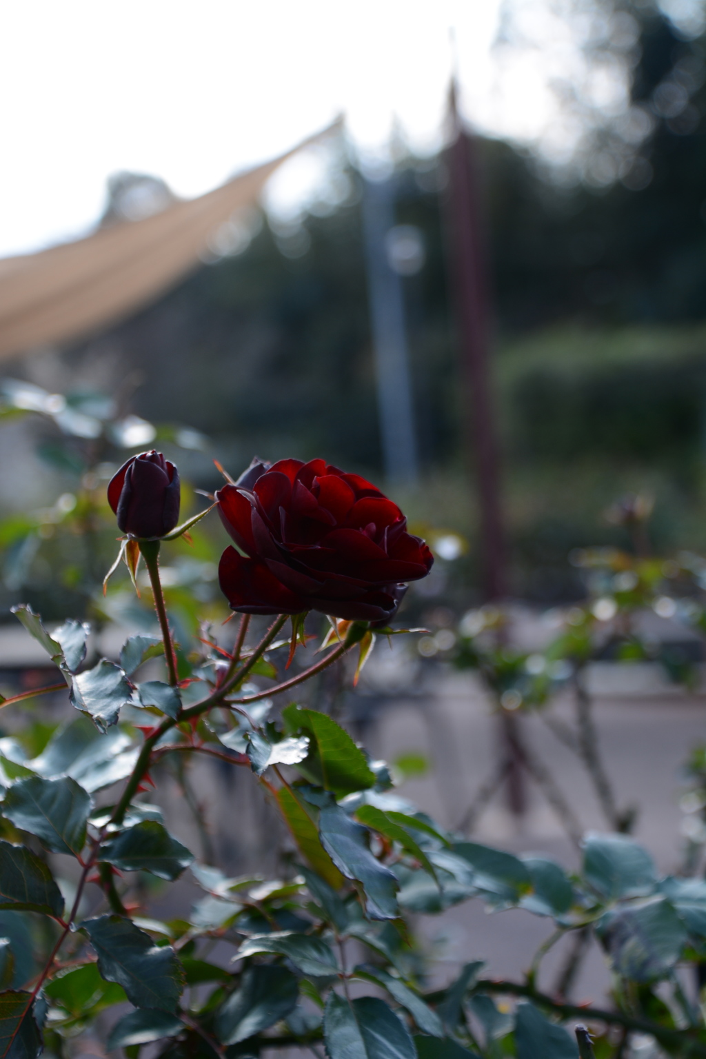 DSC_0925
