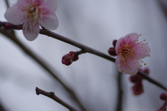 IMGP0106