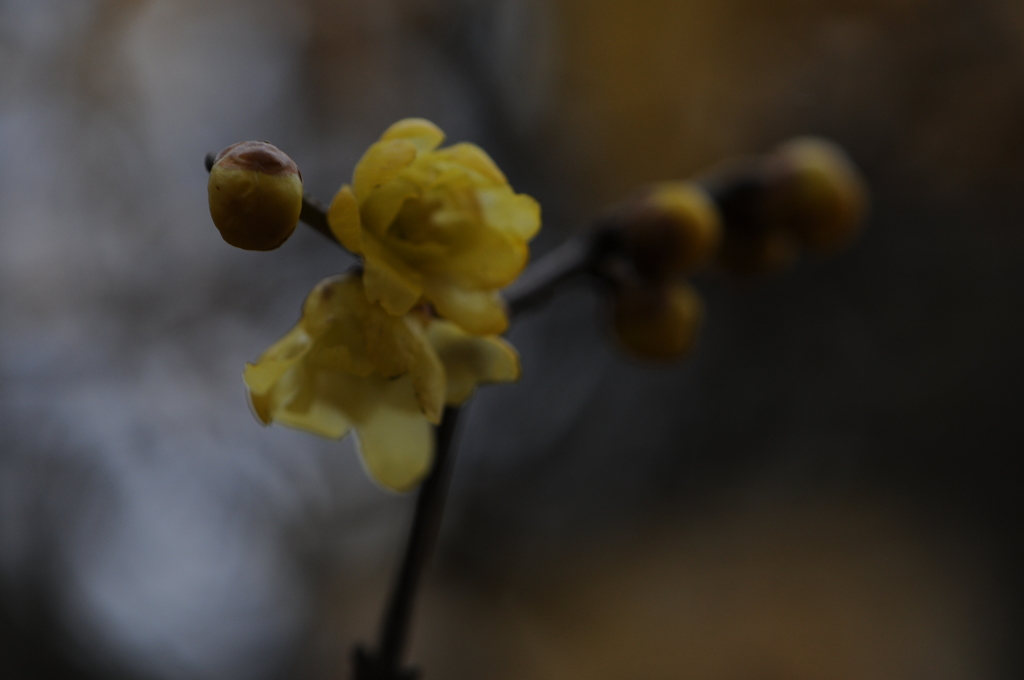 蝋梅　2015　12　23 004