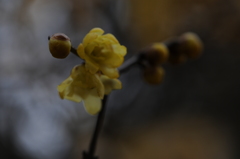 蝋梅　2015　12　23 004