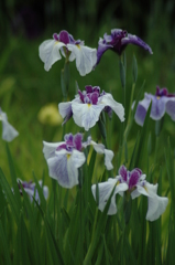 花の郷　滝谷 045