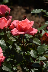 薔薇 039