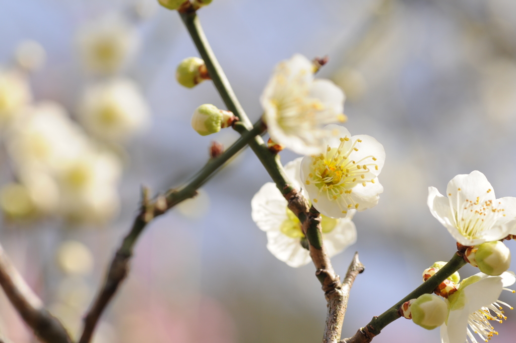 20150228花の文化園　梅 034
