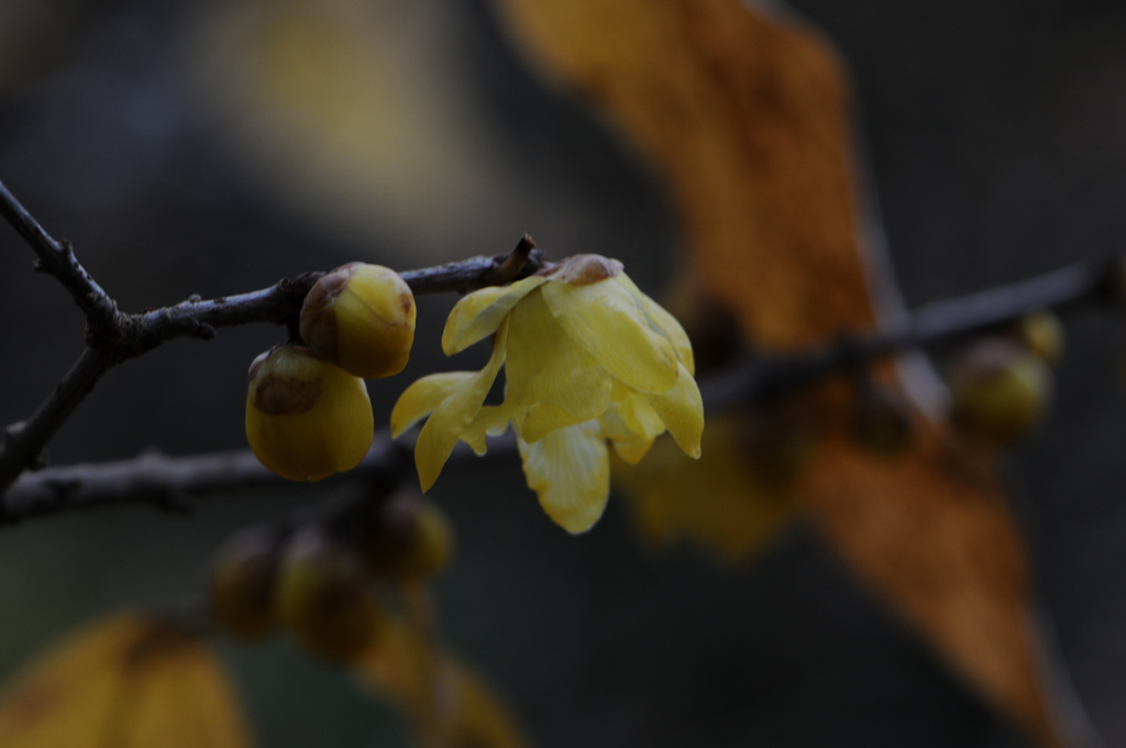 蝋梅　2015　12　23 010