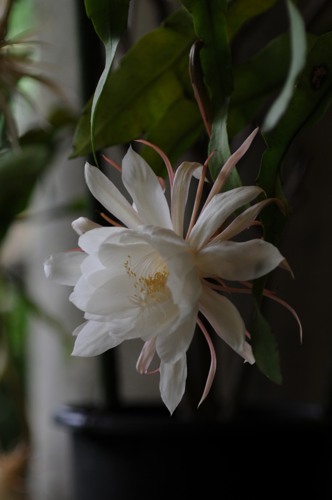 熱帯雨林植物 017