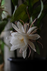 熱帯雨林植物 017