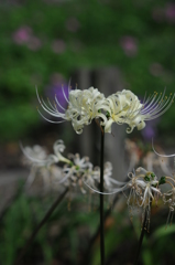 2015　彼岸花 　秋 025