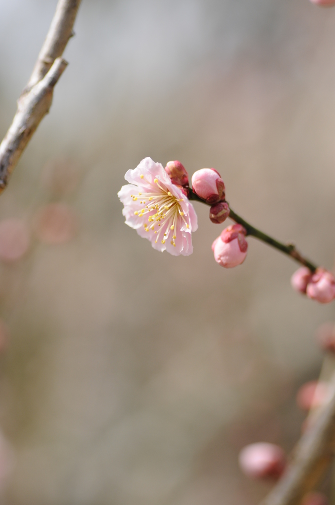観心寺　梅 020