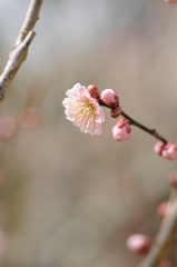 観心寺　梅 020
