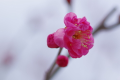 IMGP0605