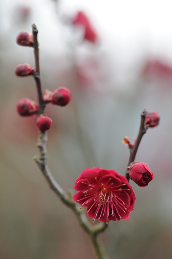 梅ちゃん先生 005