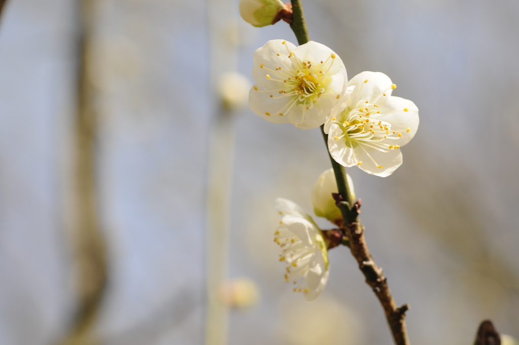 20150228花の文化園　梅 016