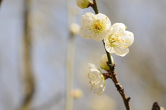 20150228花の文化園　梅 016