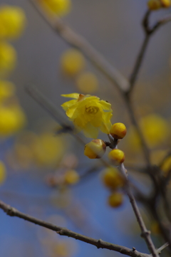 IMGP0527