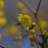 IMGP0527