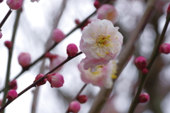 IMGP0346
