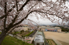 南花台桜 038