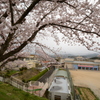 南花台桜 038