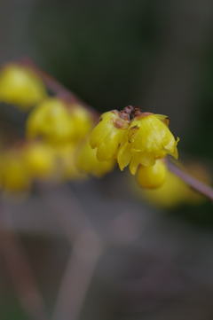 IMGP0526