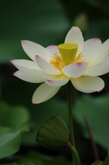 長居公園　蓮 019