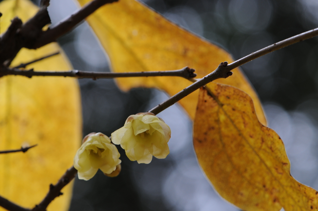 蝋梅　2015　12　23 042