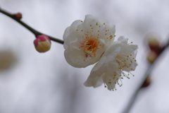 IMGP0309