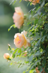 寺ヶ池公園　花の文化園 128