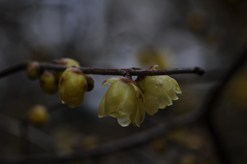 蝋梅　2015　12　23 059