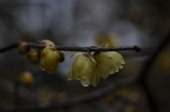 蝋梅　2015　12　23 059