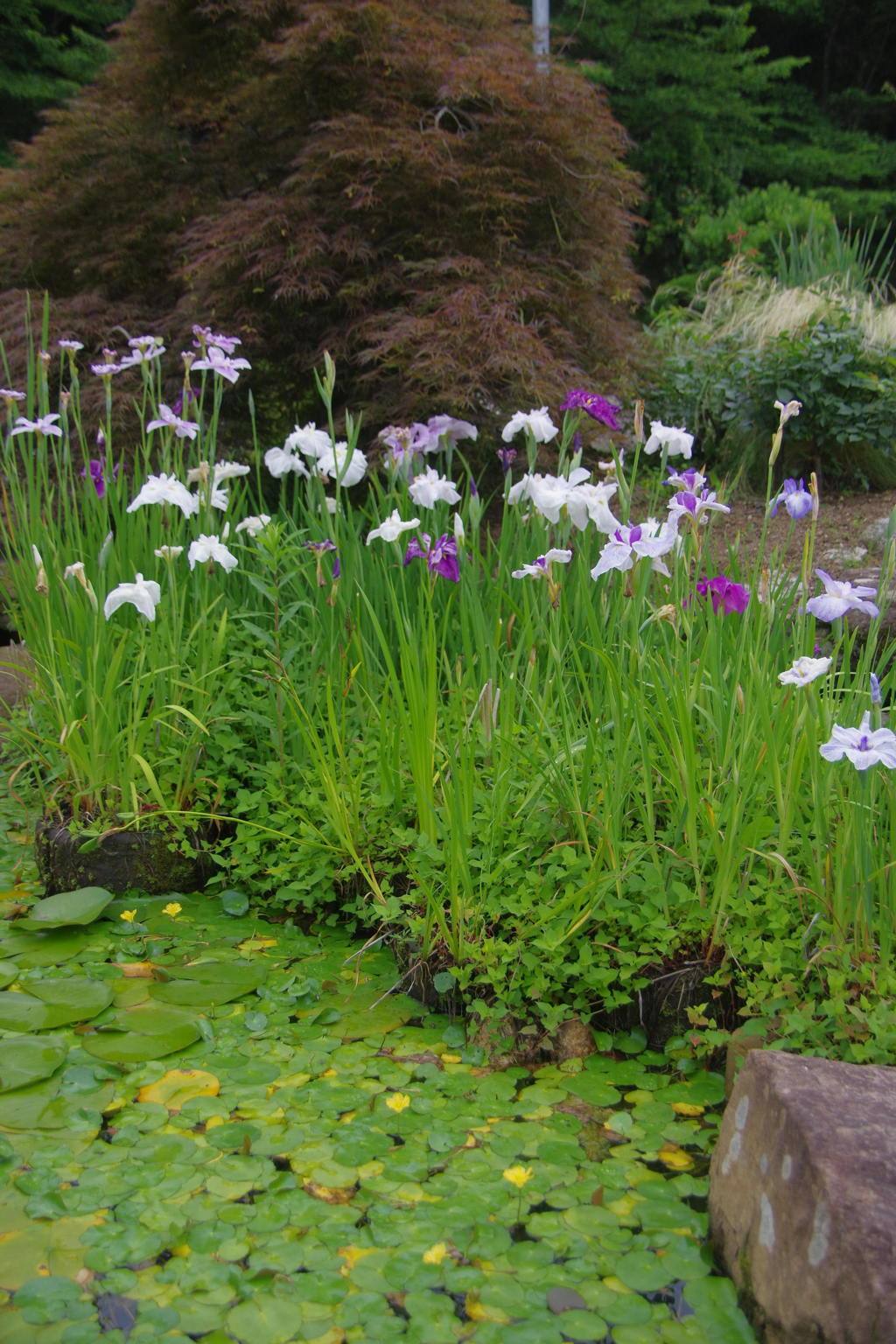 IMGP0725
