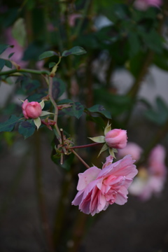 DSC_0943 DSC_0943