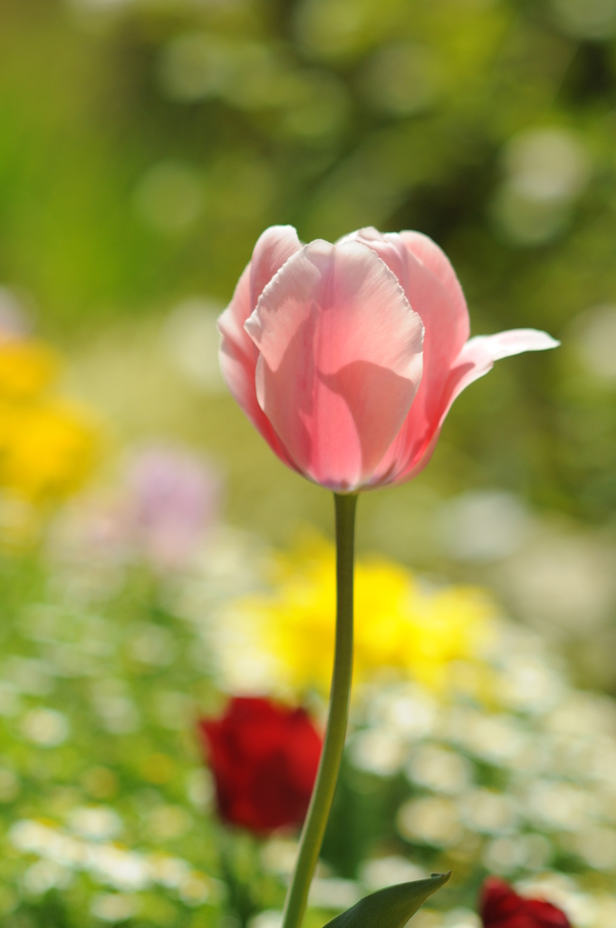 チューリップ 001