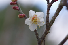 IMGP0306