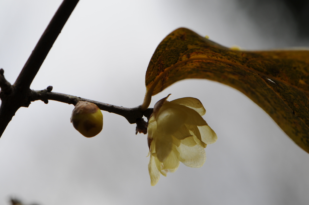 蝋梅　2015　12　23 071