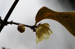 蝋梅　2015　12　23 071