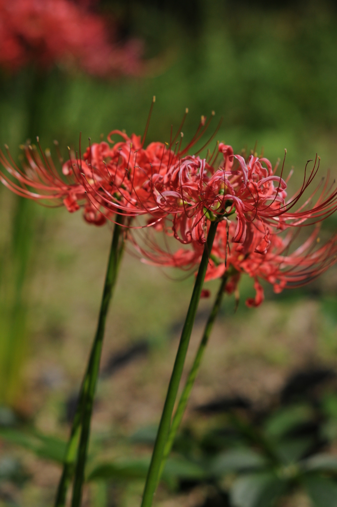 2015　彼岸花 　秋 017