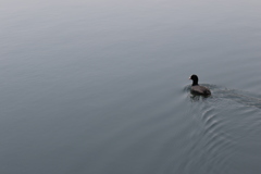 3S0A0332