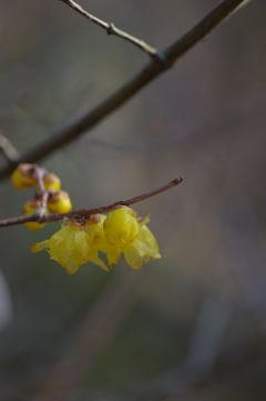 IMGP0530