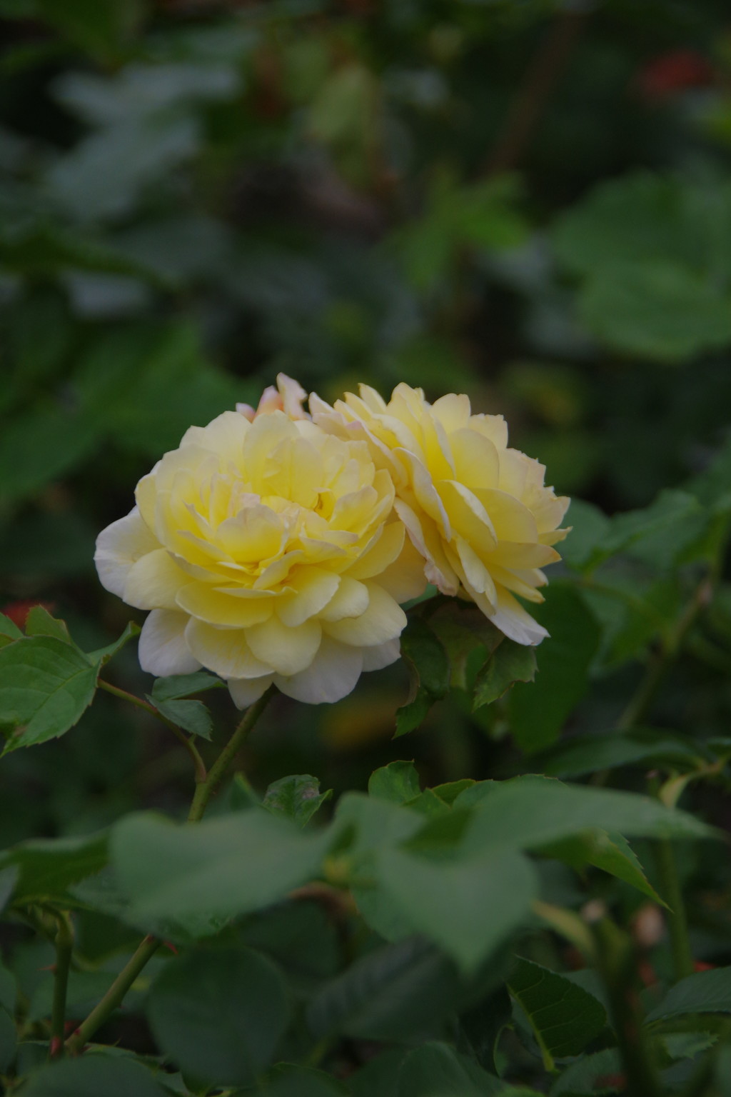 IMGP0752